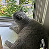 cat, gray_cat, windowsill, window, mesh_screen, green_leaves, indoor, pet, feline, relaxing, daylight, looking_outside, animal, domestic_cat, fur, whiskers, ears, paws, resting, nature_view
