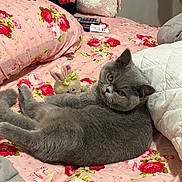 Pandora joined the competition — help win amazing prizes! cat, gray_cat, bed, pink_bedspread, floral_pattern, stuffed_toy, bunny_toy, pillow, white_pillow, plush_toy, indoor, pet, feline, relaxed, cute, animal, cozy, domestic, resting, curious