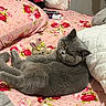cat, gray_cat, bed, pink_bedspread, floral_pattern, stuffed_toy, bunny_toy, pillow, white_pillow, plush_toy, indoor, pet, feline, relaxed, cute, animal, cozy, domestic, resting, curious