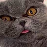Pandora joined the competition — help win amazing prizes! cat, close_up, gray_cat, amber_eyes, tongue_out, fluffy, pet, animal, cute, face, whiskers, feline, fur, expression, adorable, domestic_cat, muzzle, nostrils, playful, closeup