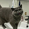 Pandora joined the competition — help win amazing prizes! cat, gray_cat, smiling_cat, bathroom, sink, toothbrush, faucet, domestic, pet, curious, fur, close_up, indoor, cute, animal, face, expression, household, playful, funny