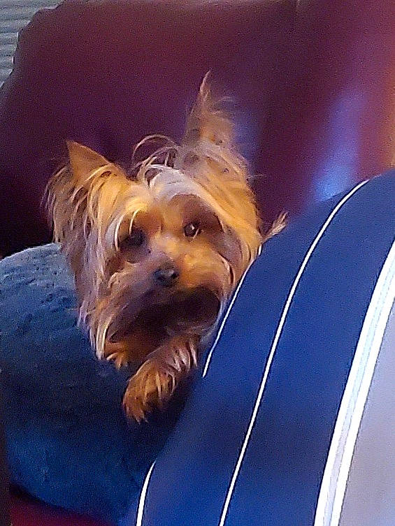 Gianni joined the competition — help win amazing prizes! australian_silky_terrier, australian_terrier, biewer_terrier, cairn_terrier, canidae, carnivore, companion_dog, dog, dog_breed, mammal, morkie, puppy, rare_breed_dog, small_terrier, snout, terrier, toy_dog, vertebrate, yorkshire_terrier