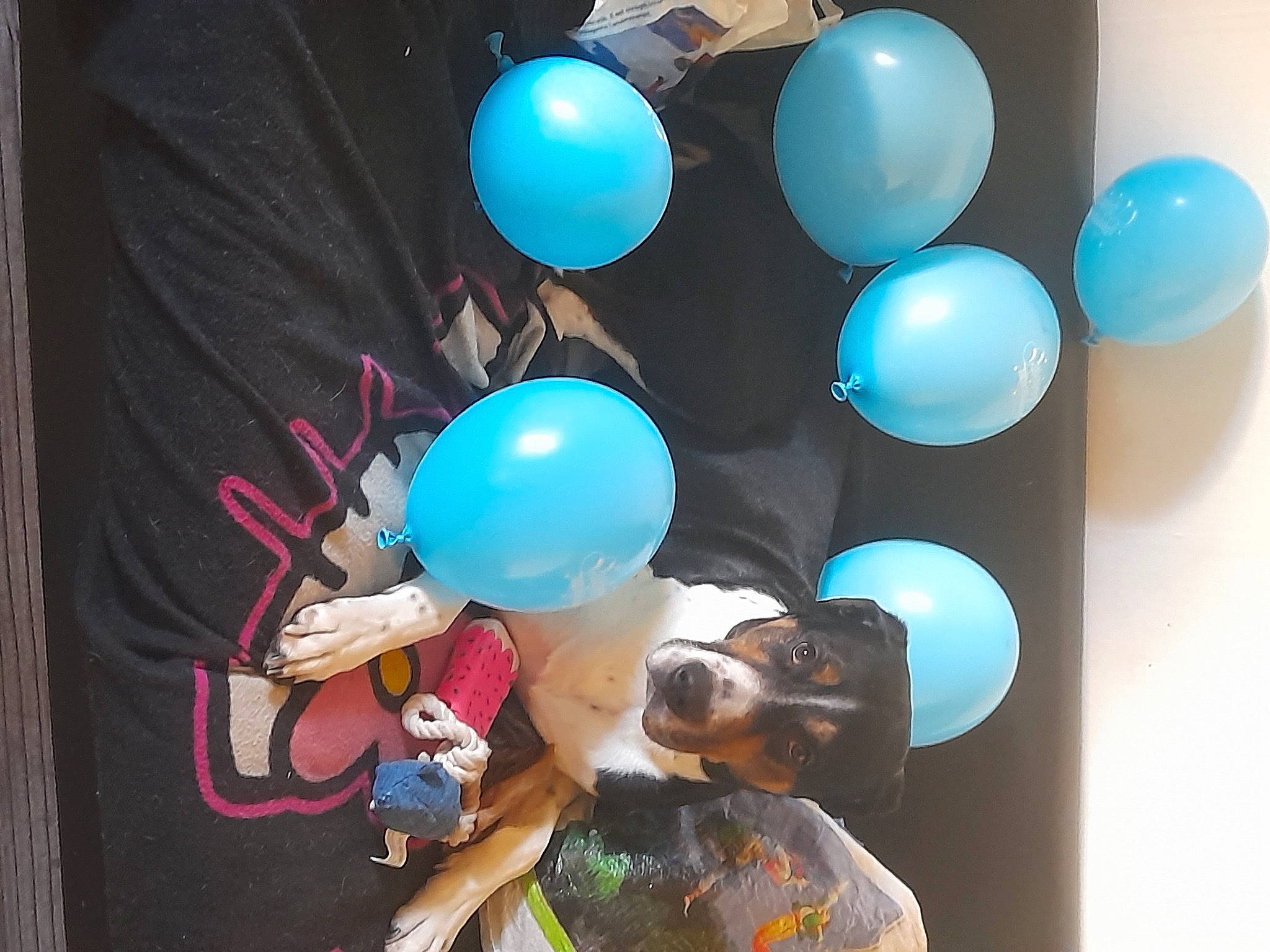 Eros participe au concours pour gagner de l'argent avec cette photo : art, balloon, blue, ceiling, circle, electric_blue, event, fun, graphic_design, magenta, party, party_supply, plastic, room, space, visual_arts