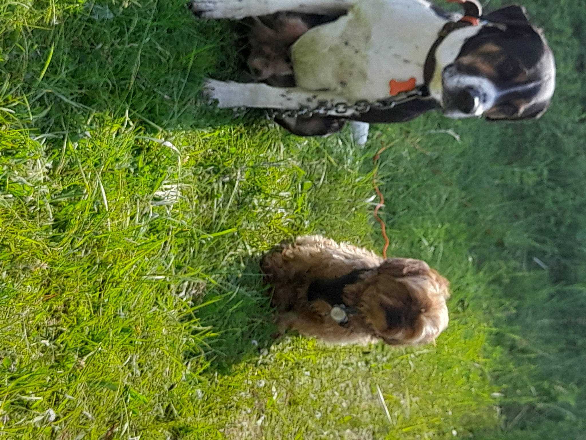 Eros a rejoint le concours — aidez-le/la à gagner de superbes lots ! canidae, carnivore, companion_dog, dog, dog_breed, fawn, grass, grass_family, grassland, groundcover, herbaceous_plant, pasture, plant, soil, sporting_group, tail, terrestrial_animal, wildlife