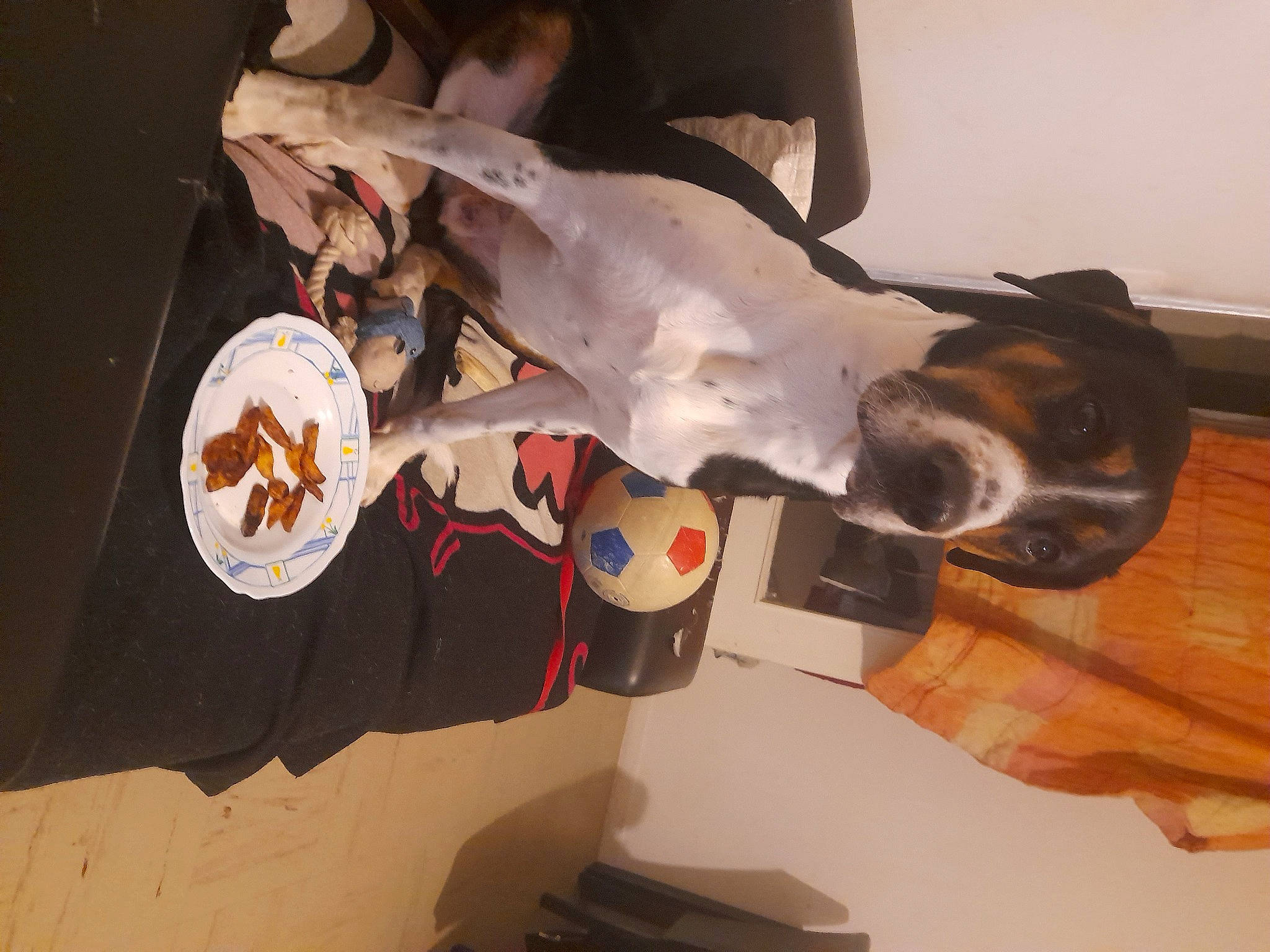 Eros participe au concours pour gagner de l'argent avec cette photo : canidae, carmine, carnivore, collar, companion_dog, dog, dog_breed, dog_collar, ear, eyewear, fawn, fur, guard_dog, hat, room, snout, sporting_group, tail, whiskers, working_animal