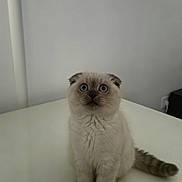 Cookie participe au concours pour gagner de l'argent avec cette photo : kitten, cat, pet, animal, feline, fluffy, sitting, indoor, white_surface, wide_eyes, curious, small, adorable, young, fur, tail, ears, cute, domestic, companion