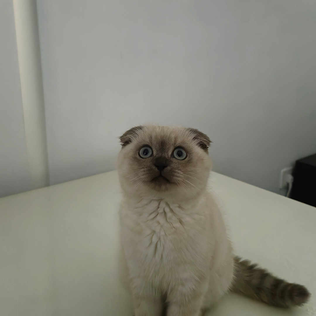 Cookie participe au concours pour gagner de l'argent avec cette photo : adorable, animal, cat, companion, curious, cute, domestic, ears, feline, fluffy, fur, indoor, kitten, pet, sitting, small, tail, white_surface, wide_eyes, young