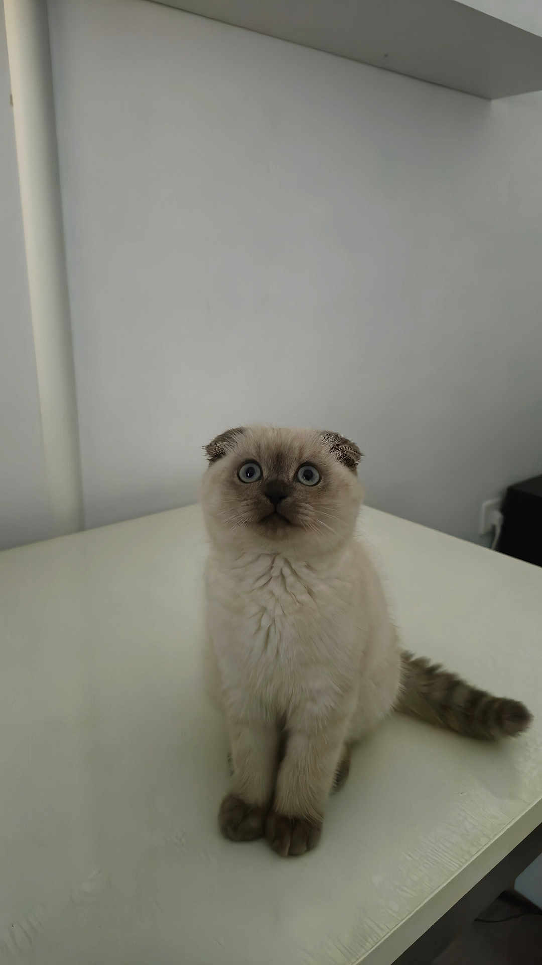 Cookie participe au concours pour gagner de l'argent avec cette photo : kitten, cat, pet, animal, feline, fluffy, sitting, indoor, white_surface, wide_eyes, curious, small, adorable, young, fur, tail, ears, cute, domestic, companion