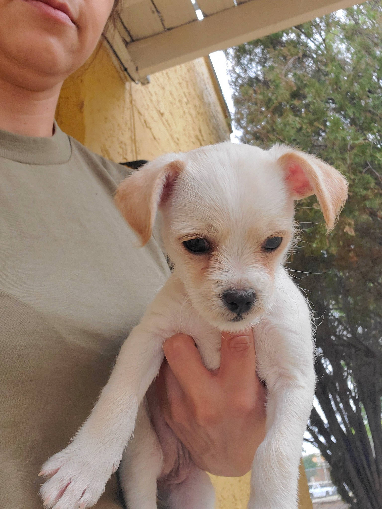 Layla is registered to the contest to win money with this photo: canidae, carnivore, companion_dog, dog, dog_breed, ear, fawn, mammal, non_sporting_group, nose, puppy, puppy_love, rare_breed_dog, skin, snout, sporting_group, vertebrate