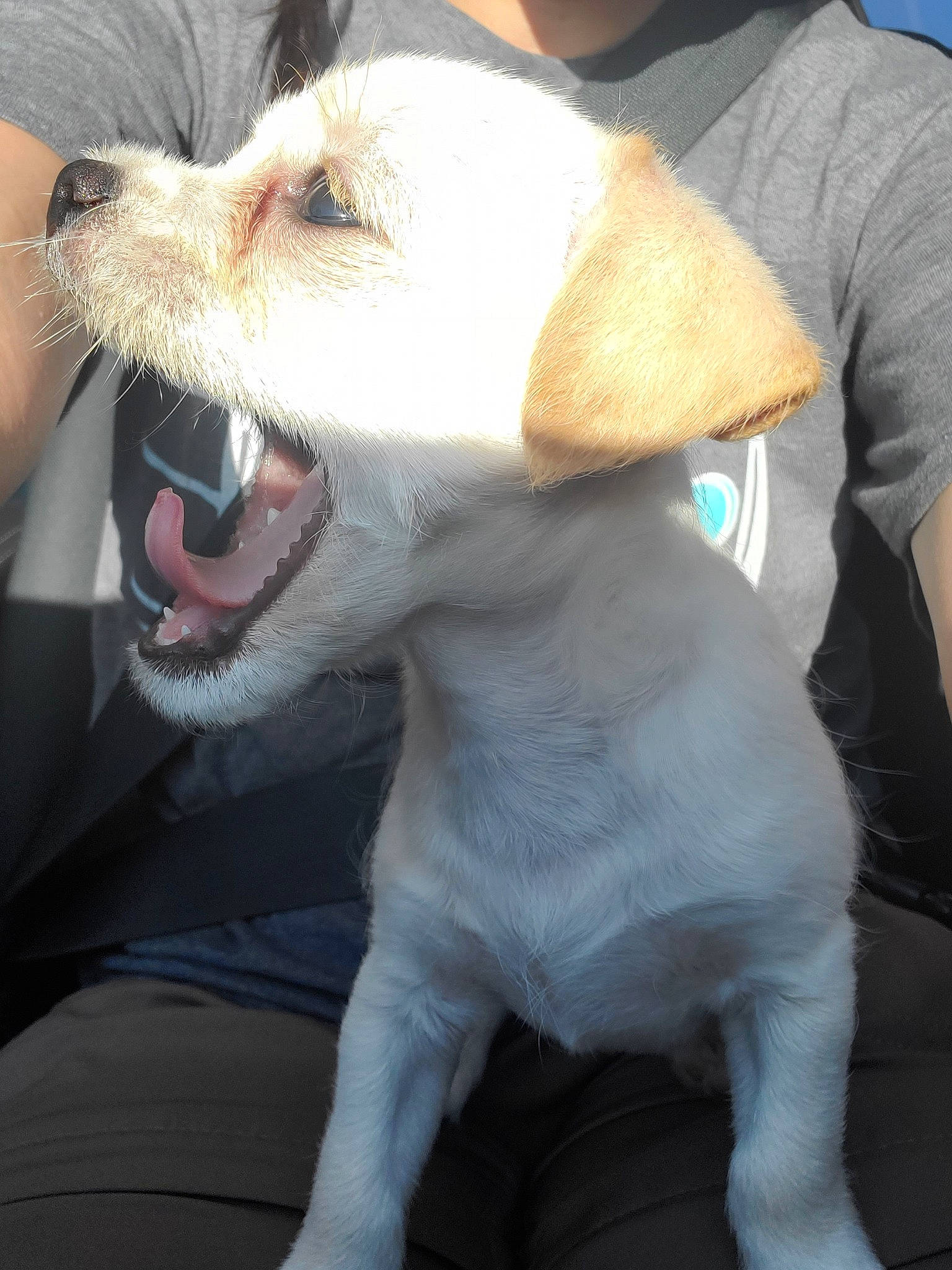 Layla joined the competition — help win amazing prizes! canidae, carnivore, companion_dog, dog, dog_breed, ear, facial_expression, jack_russell_terrier, mammal, mouth, nose, parson_russell_terrier, puppy, puppy_love, russell_terrier, snout, tooth, vertebrate, whiskers, yawn