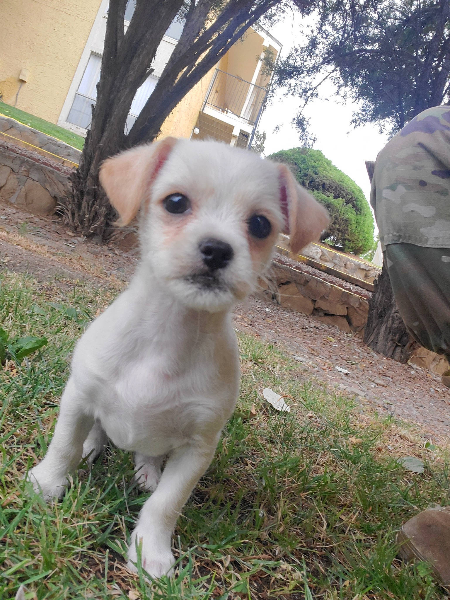 Layla is registered to the contest to win money with this photo: adventure, canidae, carnivore, companion_dog, dog, dog_breed, fawn, mammal, non_sporting_group, puppy, rare_breed_dog, snout, sporting_group, vertebrate