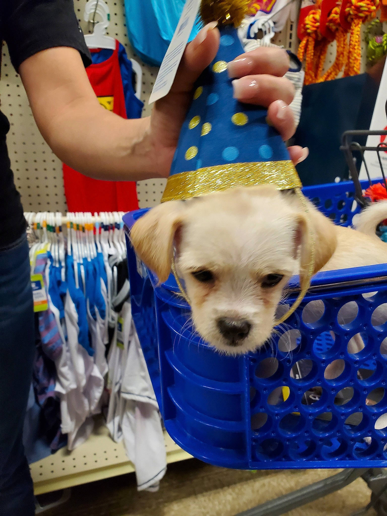 Layla joined the competition — help win amazing prizes! canidae, carnivore, companion_dog, costume, dog, dog_breed, fawn, golden_retriever, kennel_club, puppy, retriever, snout, sporting_group