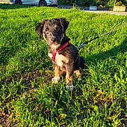 Albus a rejoint le concours — aidez-le/la à gagner de superbes lots ! puppy, dog, grass, leash, harness, car, suburban, house, sunlight, greenery, outdoor, pet, nature, animal, young_dog, sitting, daylight, leaves, fence, road