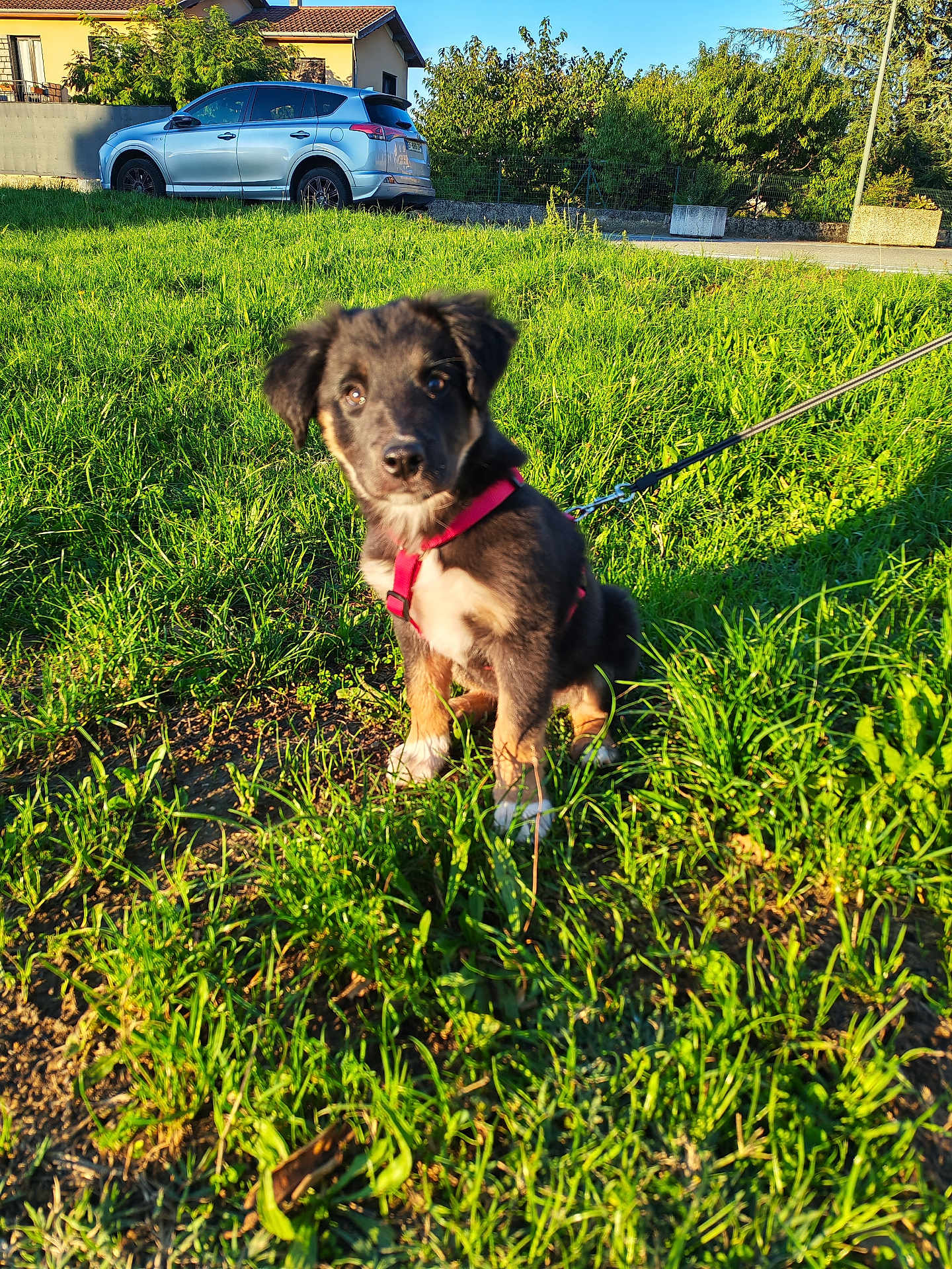 Albus a rejoint le concours — aidez-le/la à gagner de superbes lots ! puppy, dog, grass, leash, harness, car, suburban, house, sunlight, greenery, outdoor, pet, nature, animal, young_dog, sitting, daylight, leaves, fence, road