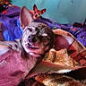 Squeekers joined the competition — help win amazing prizes! animal, background, bed, blanket, close_up, colorful, cozy, cute, dog, ears, expression, funny_face, furniture, indoor, pet, portrait, resting, small_dog, two_dogs, wall