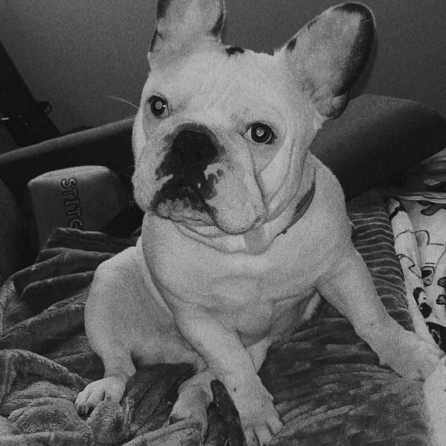 Django a rejoint le concours — aidez-le/la à gagner de superbes lots ! animal, bed, bedroom, bostonbull, boxer, bulldog, canine, dog, frenchbulldog, furniture, indoors, pet, pitbull, puppy, quilt, room