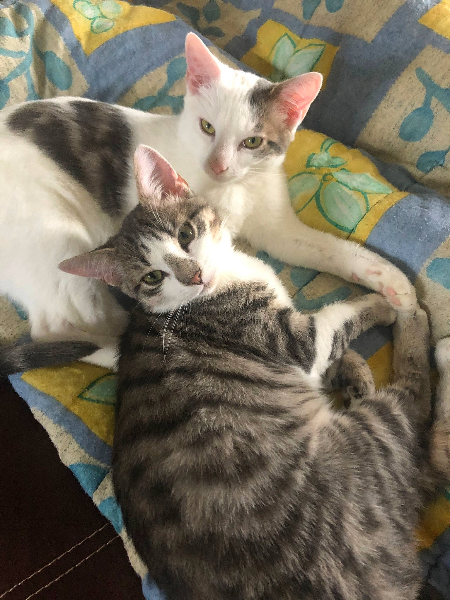 Milow participe au concours pour gagner de l'argent avec cette photo : aegean_cat, american_shorthair, american_wirehair, arabian_mau, asian, australian_mist, carnivore, cat, domestic_short_haired_cat, dragon_li, egyptian_mau, european_shorthair, felidae, fur, kitten, mammal, small_to_medium_sized_cats, tabby_cat, vertebrate, whiskers