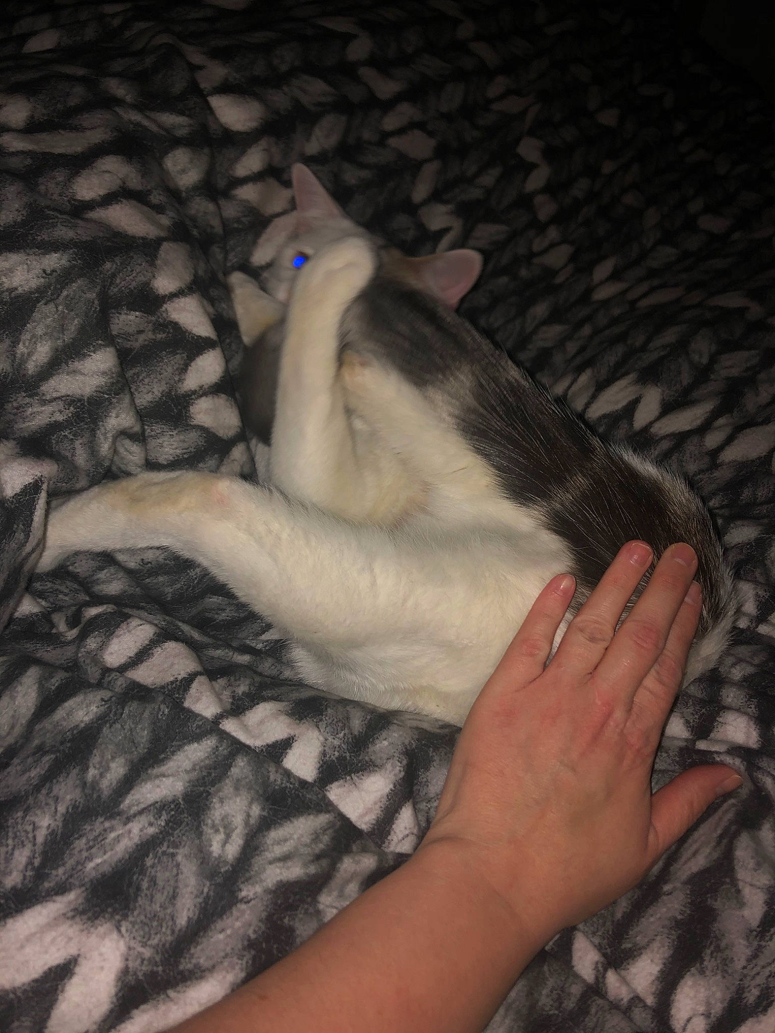 Milow participe au concours pour gagner de l'argent avec cette photo : cat, fawn, felidae, hand, leg, tail