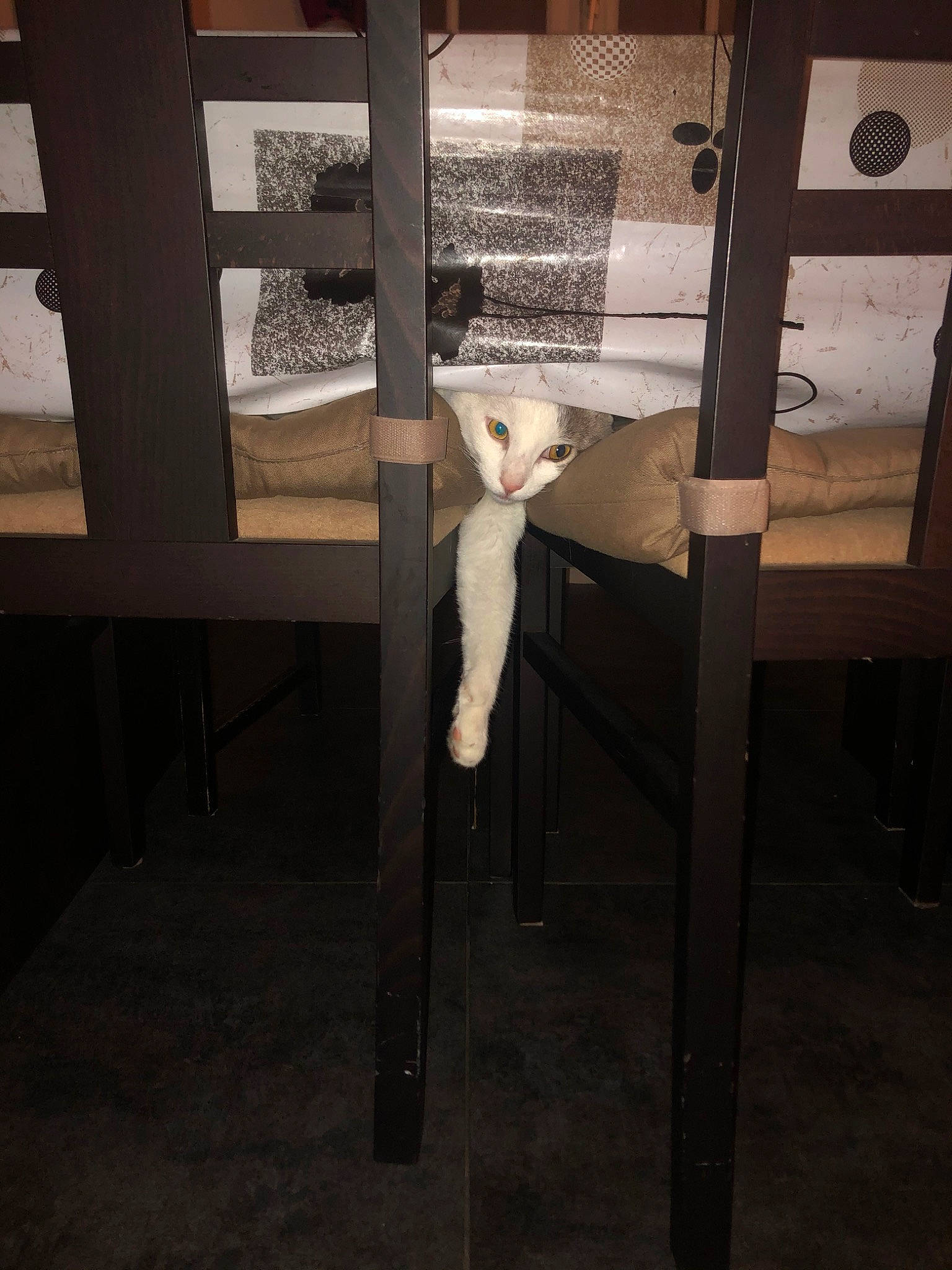 Milow participe au concours pour gagner de l'argent avec cette photo : cat, fawn, felidae, floor, furniture, hardwood, kitten, leg, room, small_to_medium_sized_cats, table, tail, wood