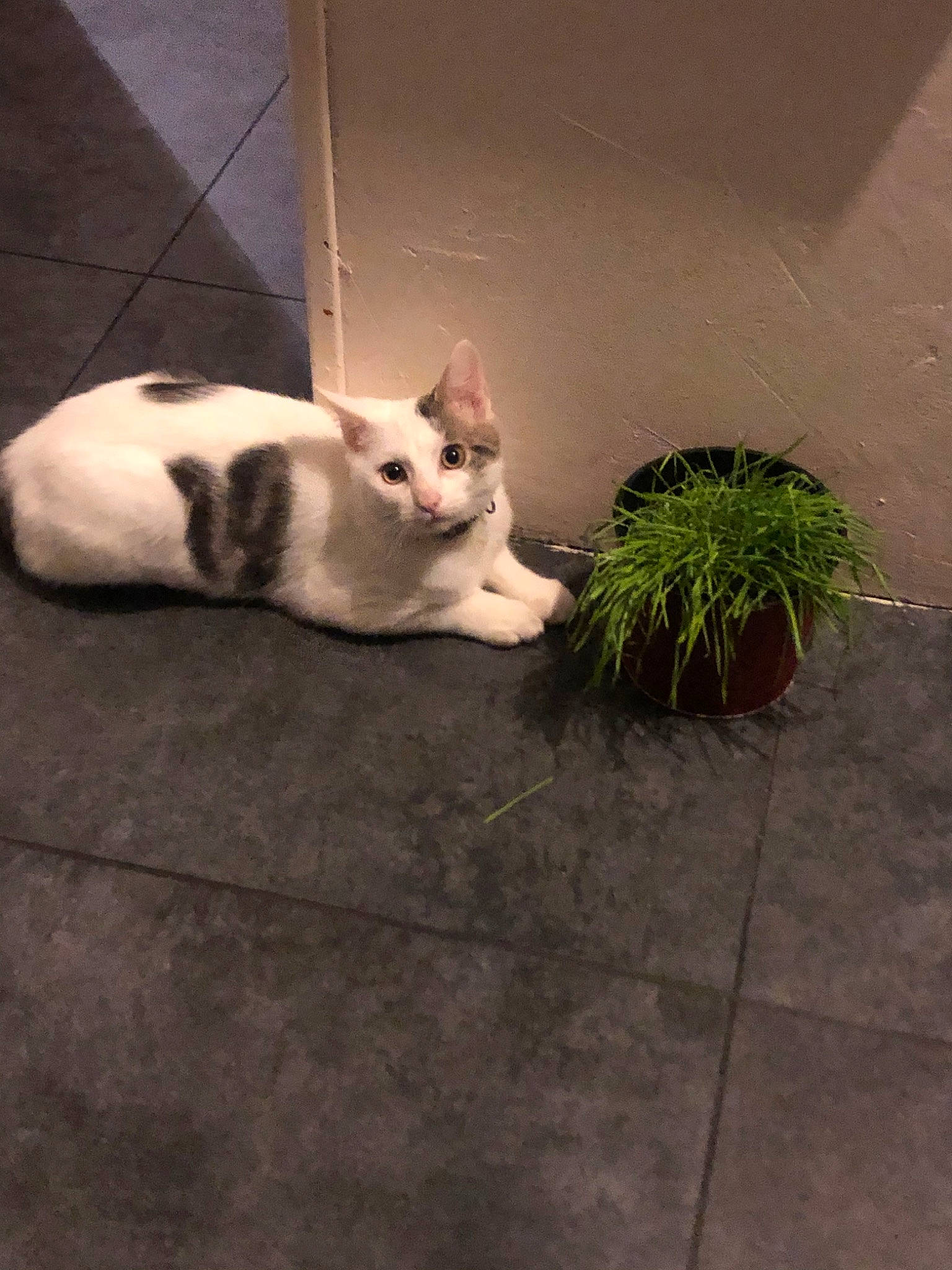 Milow a rejoint le concours — aidez-le/la à gagner de superbes lots ! carnivore, cat, domestic_short_haired_cat, european_shorthair, fawn, felidae, floor, flooring, fur, grass, kitten, plant, small_to_medium_sized_cats, tail, whiskers