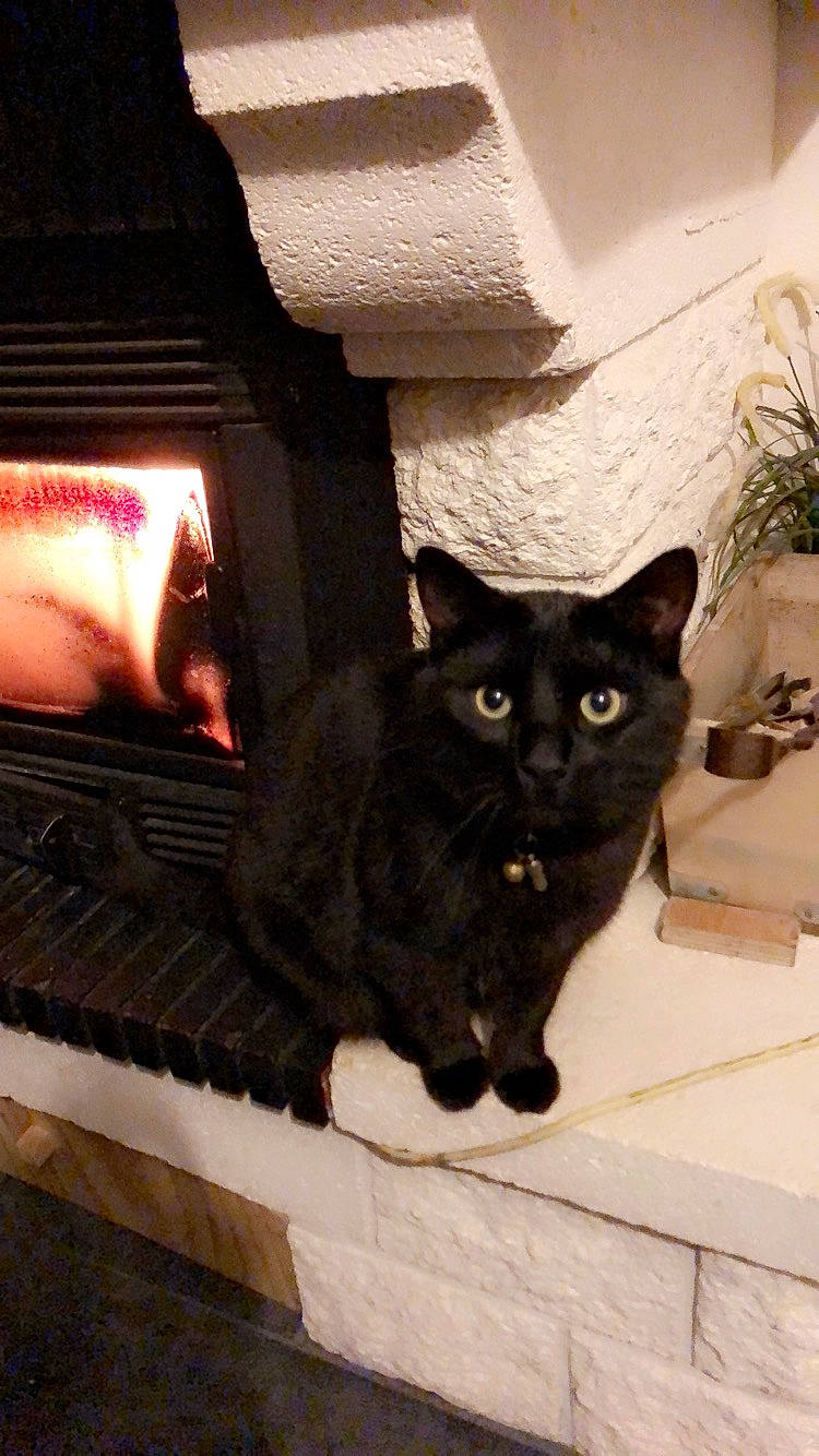 Crokmou participe au concours pour gagner de l'argent avec cette photo : asian, black_cat, bombay, carnivore, cat, domestic_short_haired_cat, european_shorthair, felidae, small_to_medium_sized_cats, whiskers