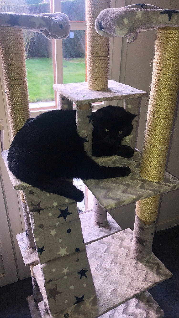 Crokmou participe au concours pour gagner de l'argent avec cette photo : black_cat, cat, felidae, small_to_medium_sized_cats