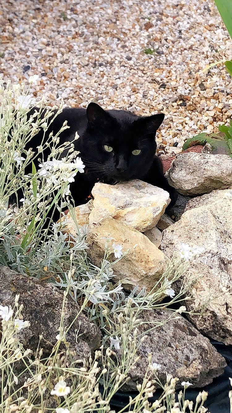 Crokmou participe au concours pour gagner de l'argent avec cette photo : black_cat, carnivore, cat, domestic_short_haired_cat, felidae, grass, plant, rock, small_to_medium_sized_cats, whiskers, wild_cat