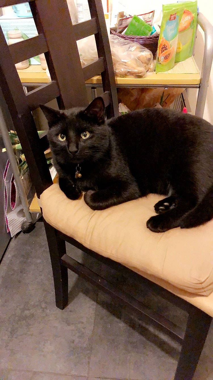 Crokmou a rejoint le concours — aidez-le/la à gagner de superbes lots ! asian, black_cat, bombay, burmese, carnivore, cat, domestic_short_haired_cat, felidae, korat, russian_blue, small_to_medium_sized_cats, whiskers