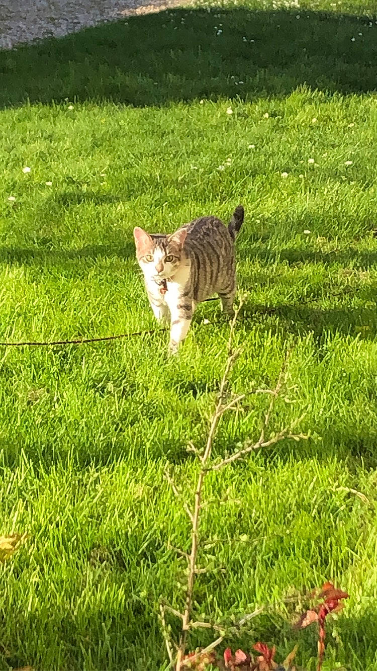 Mistigri a rejoint le concours — aidez-le/la à gagner de superbes lots ! carnivore, cat, domestic_short_haired_cat, european_shorthair, felidae, grass, grass_family, grassland, green, kitten, lawn, meadow, pasture, plant, small_to_medium_sized_cats, tabby_cat, tail, tree, wild_cat, wildlife