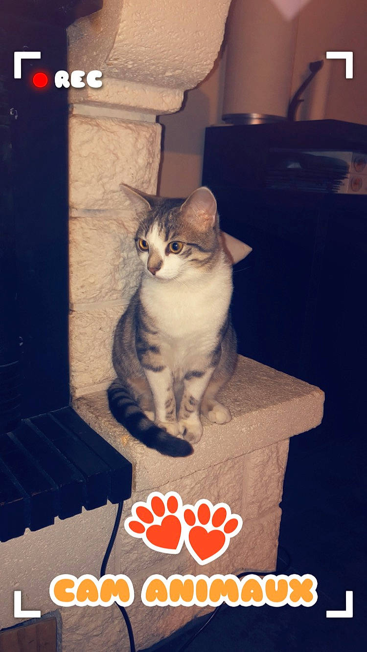 Mistigri a rejoint le concours — aidez-le/la à gagner de superbes lots ! asian, carnivore, cat, domestic_short_haired_cat, european_shorthair, felidae, kitten, photo_caption, photography, polydactyl_cat, sky, small_to_medium_sized_cats, snapshot, whiskers