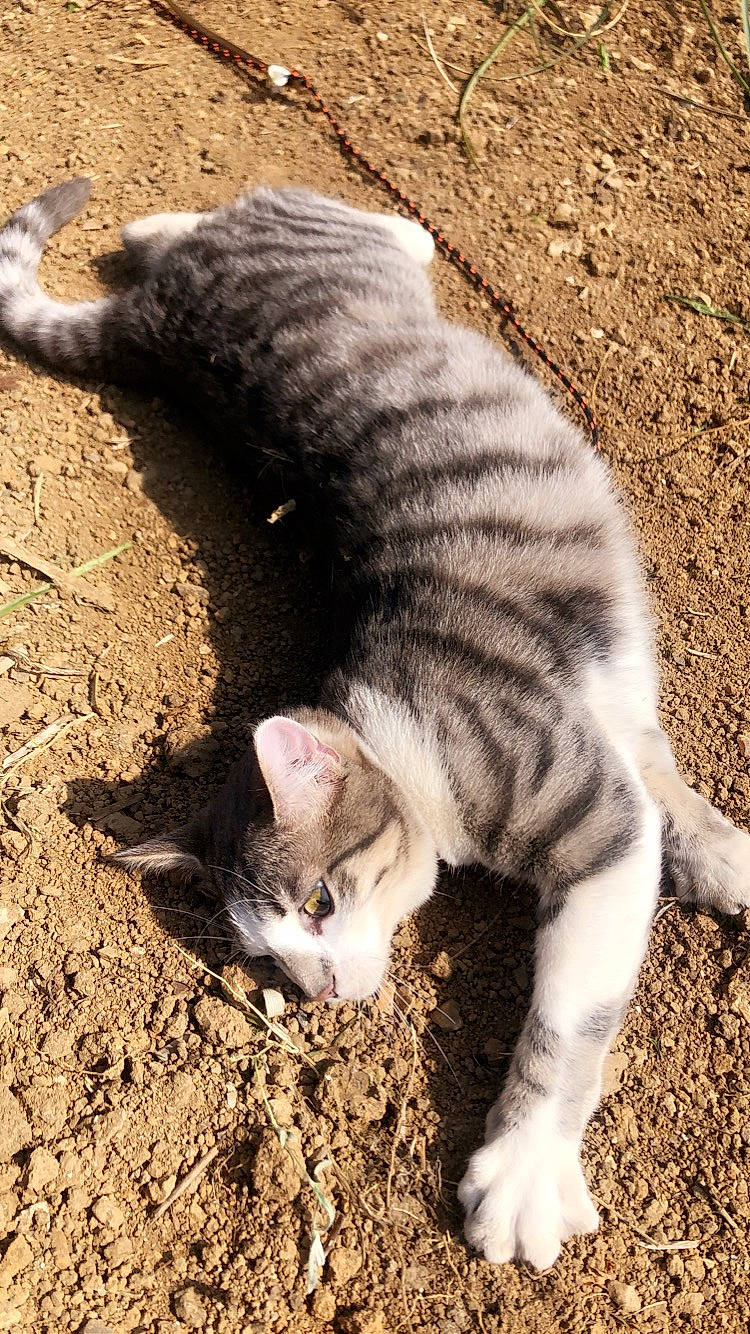 Mistigri participe au concours pour gagner de l'argent avec cette photo : aegean_cat, carnivore, cat, domestic_short_haired_cat, european_shorthair, felidae, fur, german_rex, kitten, mammal, organism, paw, polydactyl_cat, sleep, small_to_medium_sized_cats, snout, tabby_cat, tail, whiskers, wild_cat