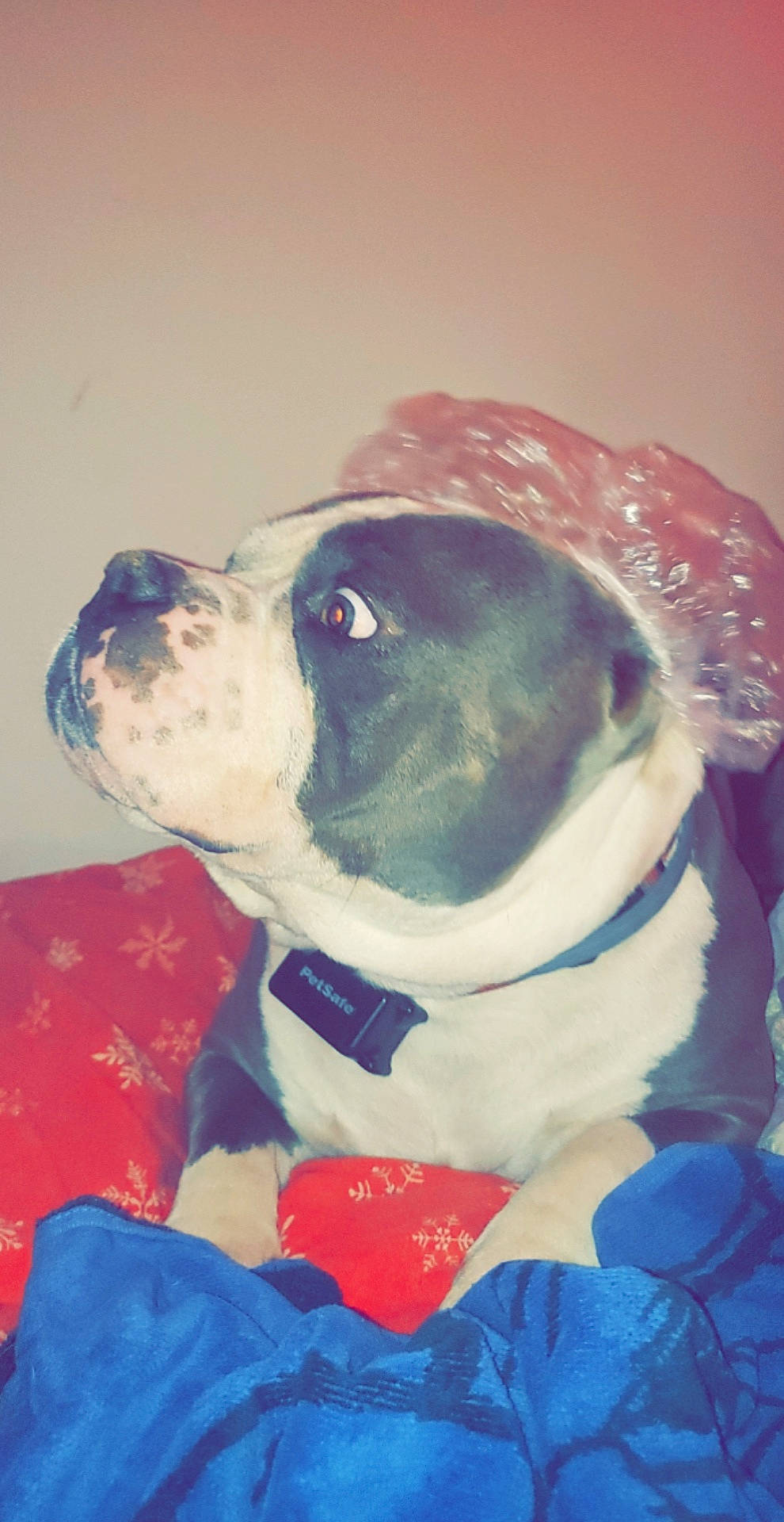 Yoshi is registered to the contest to win money with this photo: canidae, carnivore, collar, companion_dog, dog, dog_breed, dog_clothes, dog_collar, dog_supply, electric_blue, fawn, fur, leash, personal_protective_equipment, pet_supply, puppy, snout, sporting_group, whiskers, working_animal