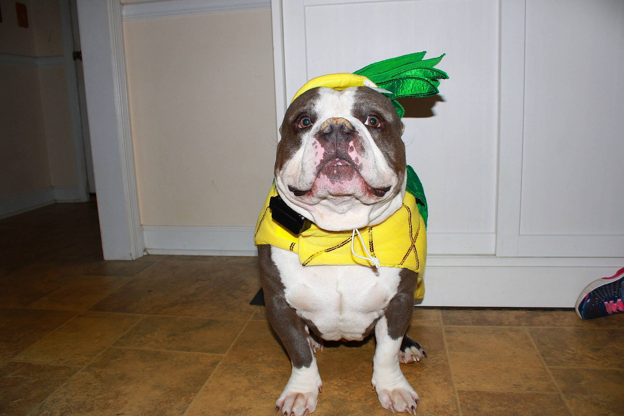 Yoshi joined the competition — help win amazing prizes! bulldog, canidae, carnivore, collar, companion_dog, dog, dog_breed, dog_clothes, dog_collar, dog_supply, fawn, flooring, french_bulldog, grass, leash, pet_supply, snout, sporting_group, toy_dog, vertebrate