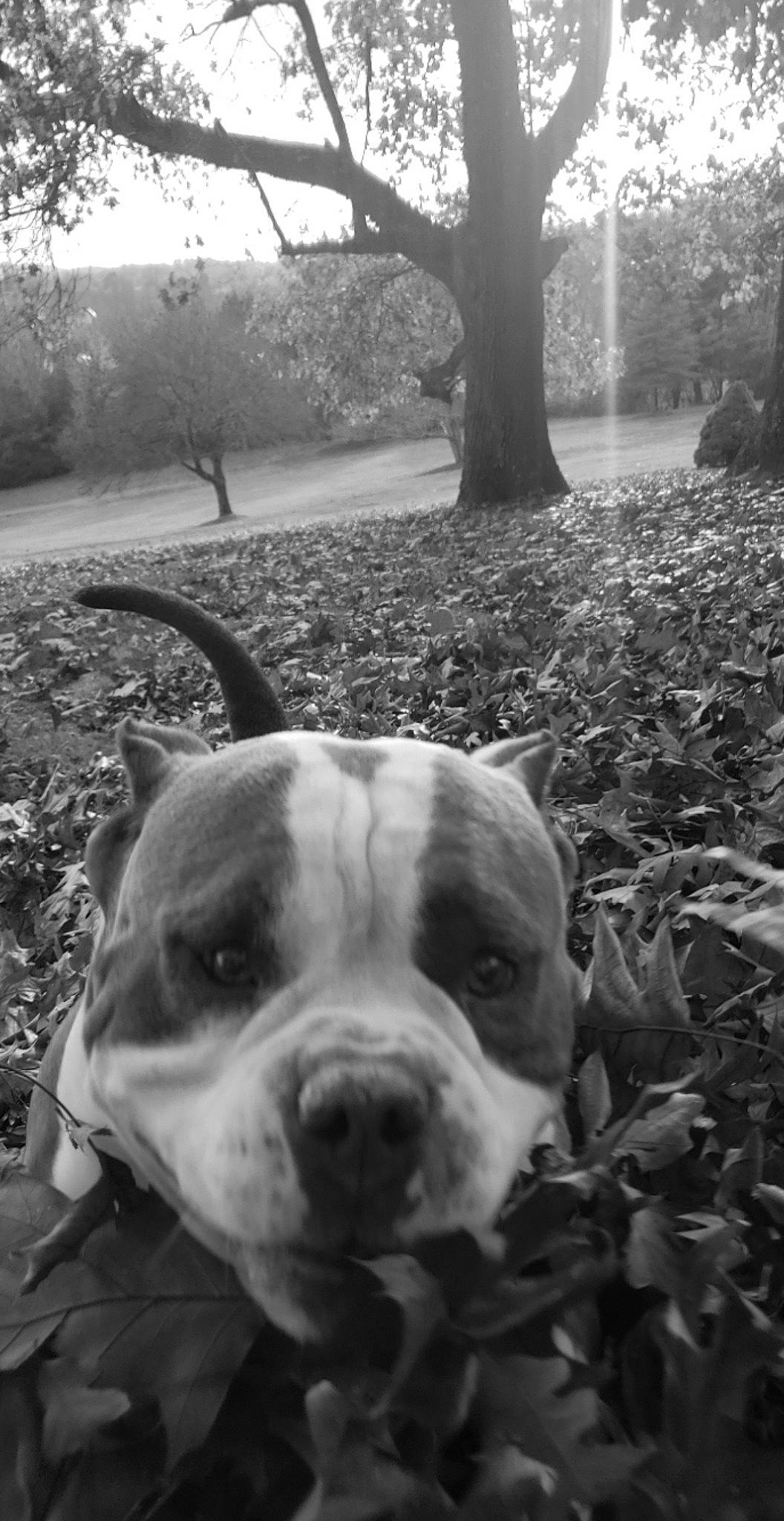 Yoshi is registered to the contest to win money with this photo: black, black_and_white, carnivore, companion_dog, dog, dog_breed, fawn, grass, light, monochrome_photography, morning, photograph, plant, sky, style, sunlight, tree, whiskers, white, working_animal