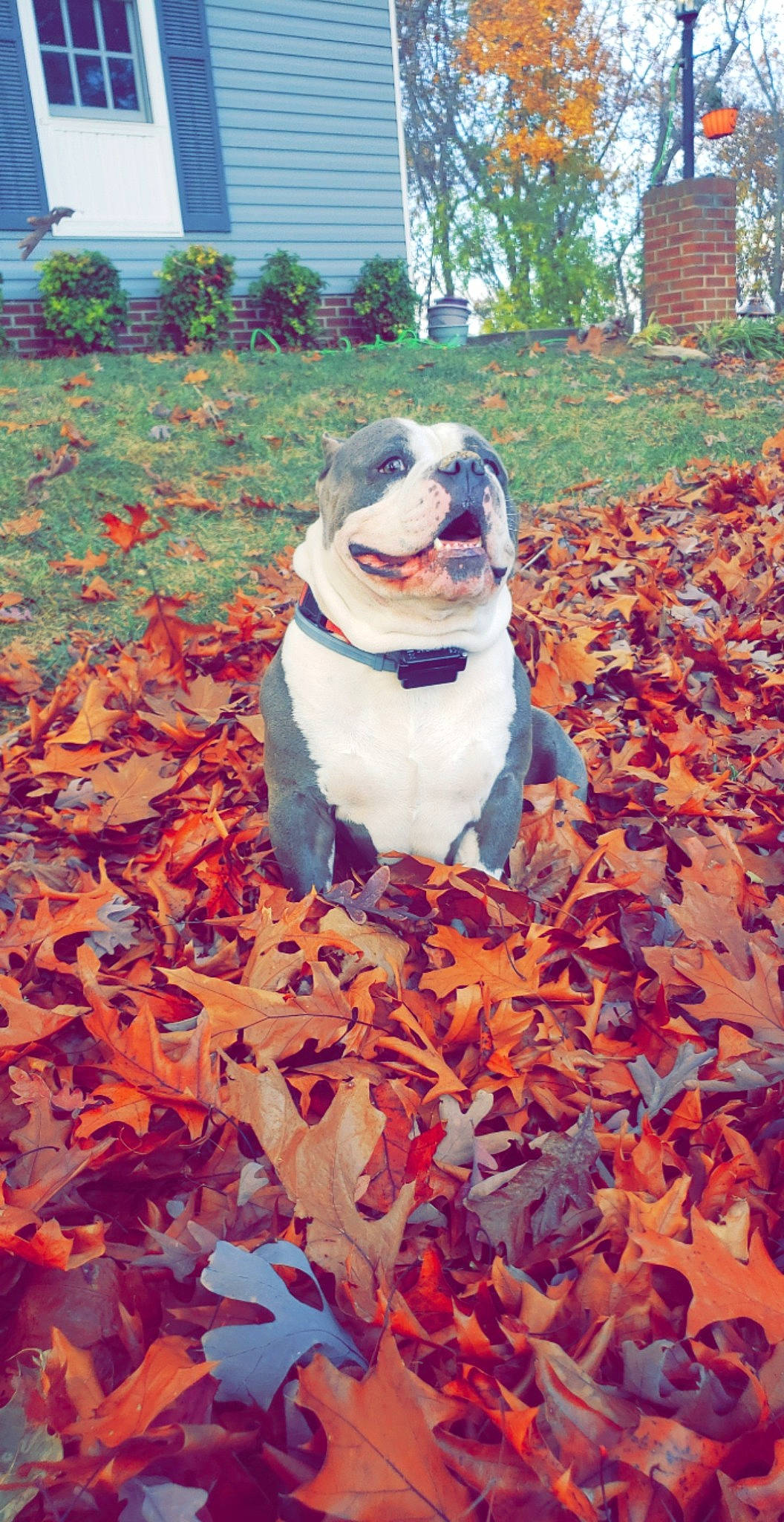 Yoshi is registered to the contest to win money with this photo: art, carmine, carnivore, companion_dog, deciduous, dog, dog_breed, fawn, flowering_plant, garden, grass, groundcover, landscape, leaf, people_in_nature, plant, spring, tints_and_shades, toy, tree