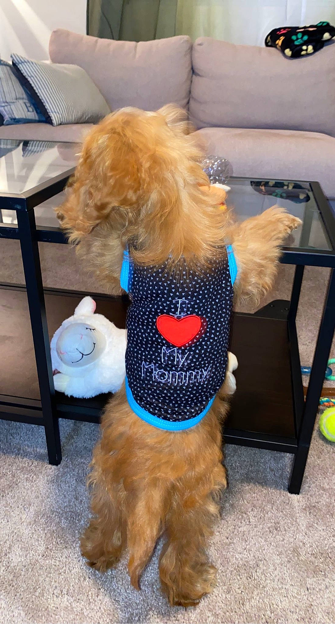 Miles joined the competition — help win amazing prizes! blue, canidae, carnivore, chair, collar, companion_dog, dog, dog_breed, dog_clothes, dog_collar, dog_supply, fashion_accessory, fur, glasses, pet_supply, sporting_group, sunglasses, terrier, toy, toy_dog