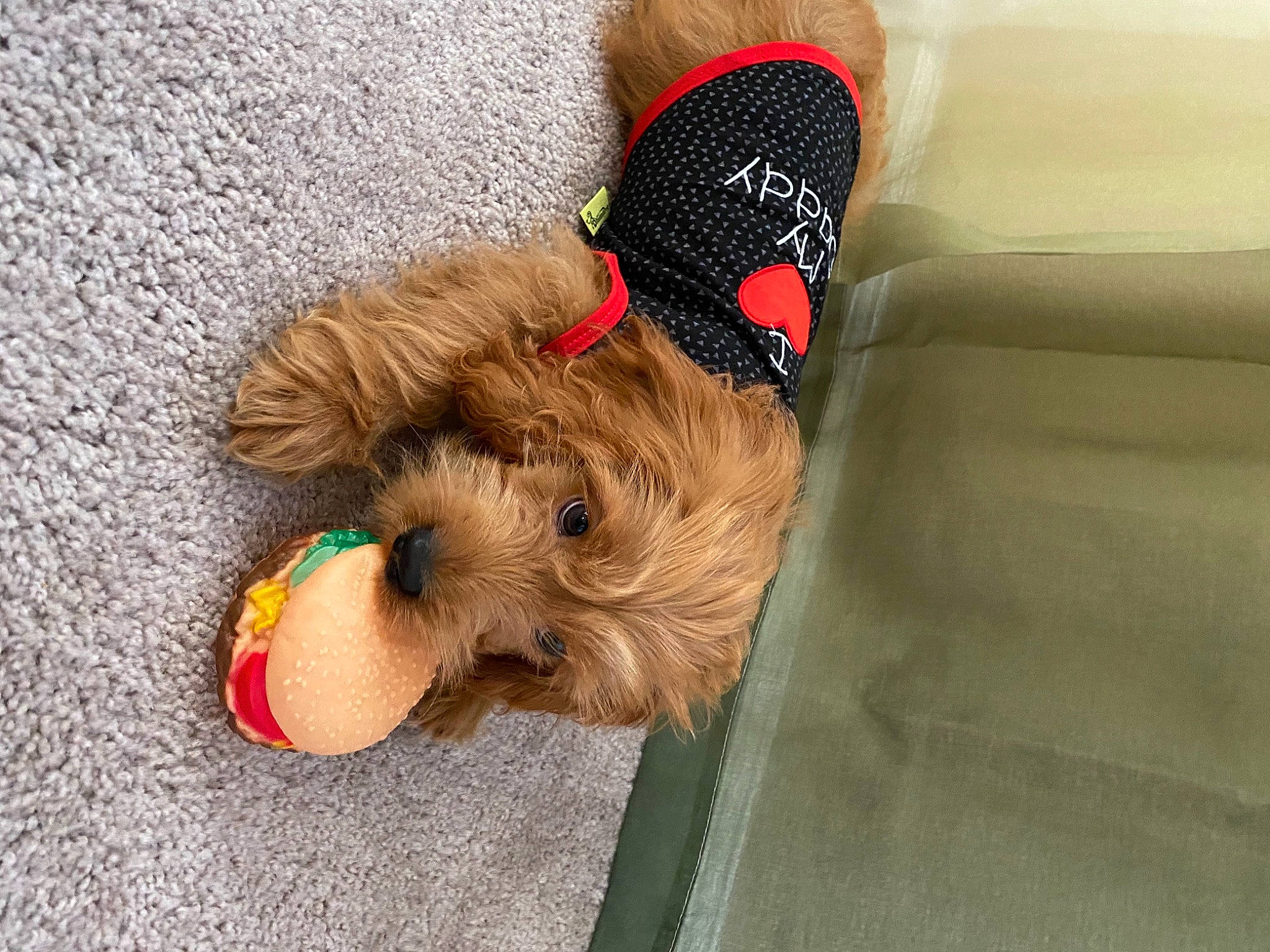 Miles is registered to the contest to win money with this photo: canidae, carnivore, companion_dog, dog, dog_breed, dog_clothes, dog_supply, fashion_accessory, fawn, foot, fur, leash, liver, paw, pet_supply, snout, sporting_group, stuffed_toy, toy, toy_dog