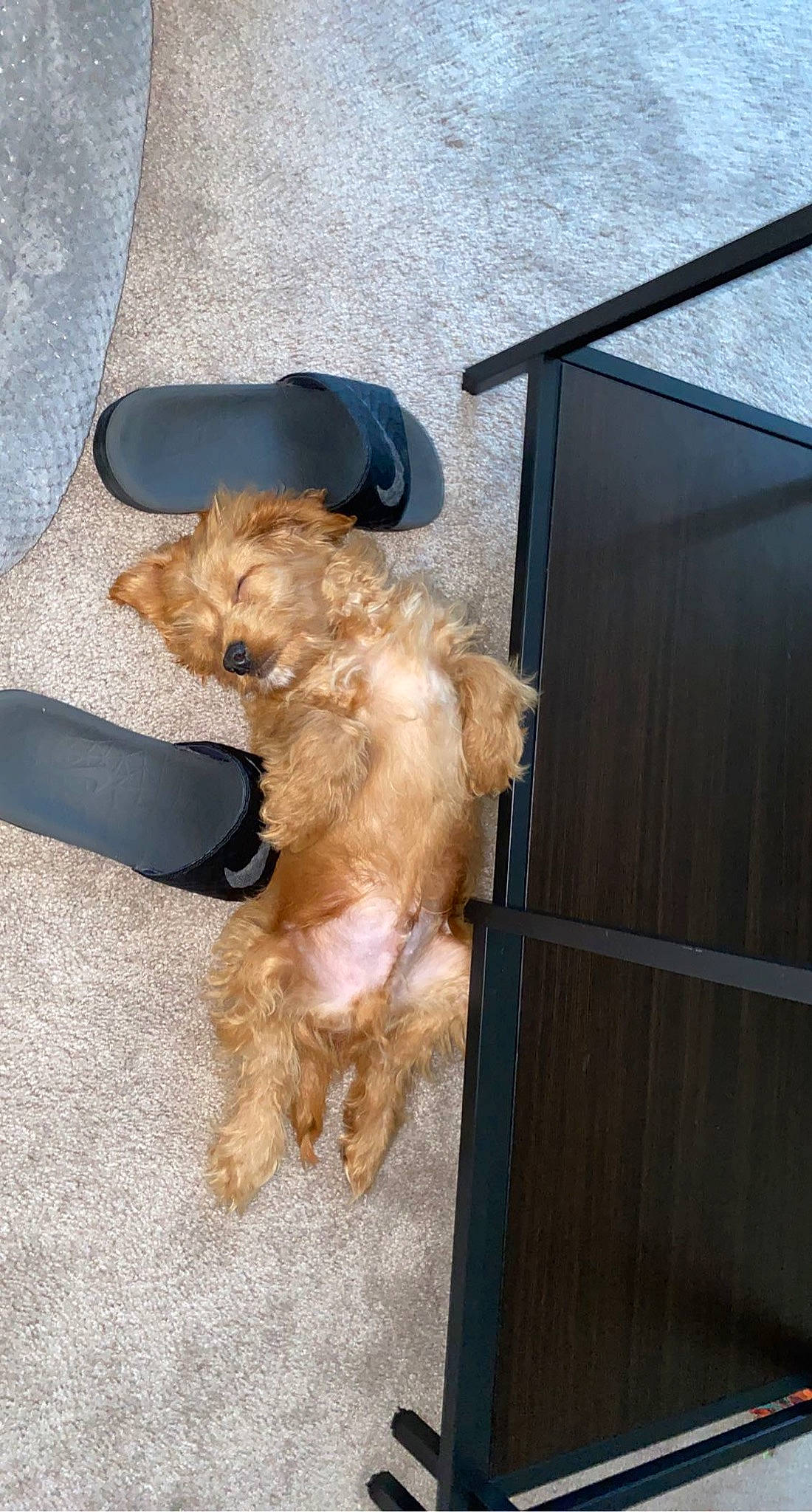 Miles joined the competition — help win amazing prizes! canidae, carnivore, companion_dog, dog, dog_breed, dog_supply, fawn, fur, liver, pet_supply, small_terrier, snout, sporting_group, tail, terrier, wood, working_animal