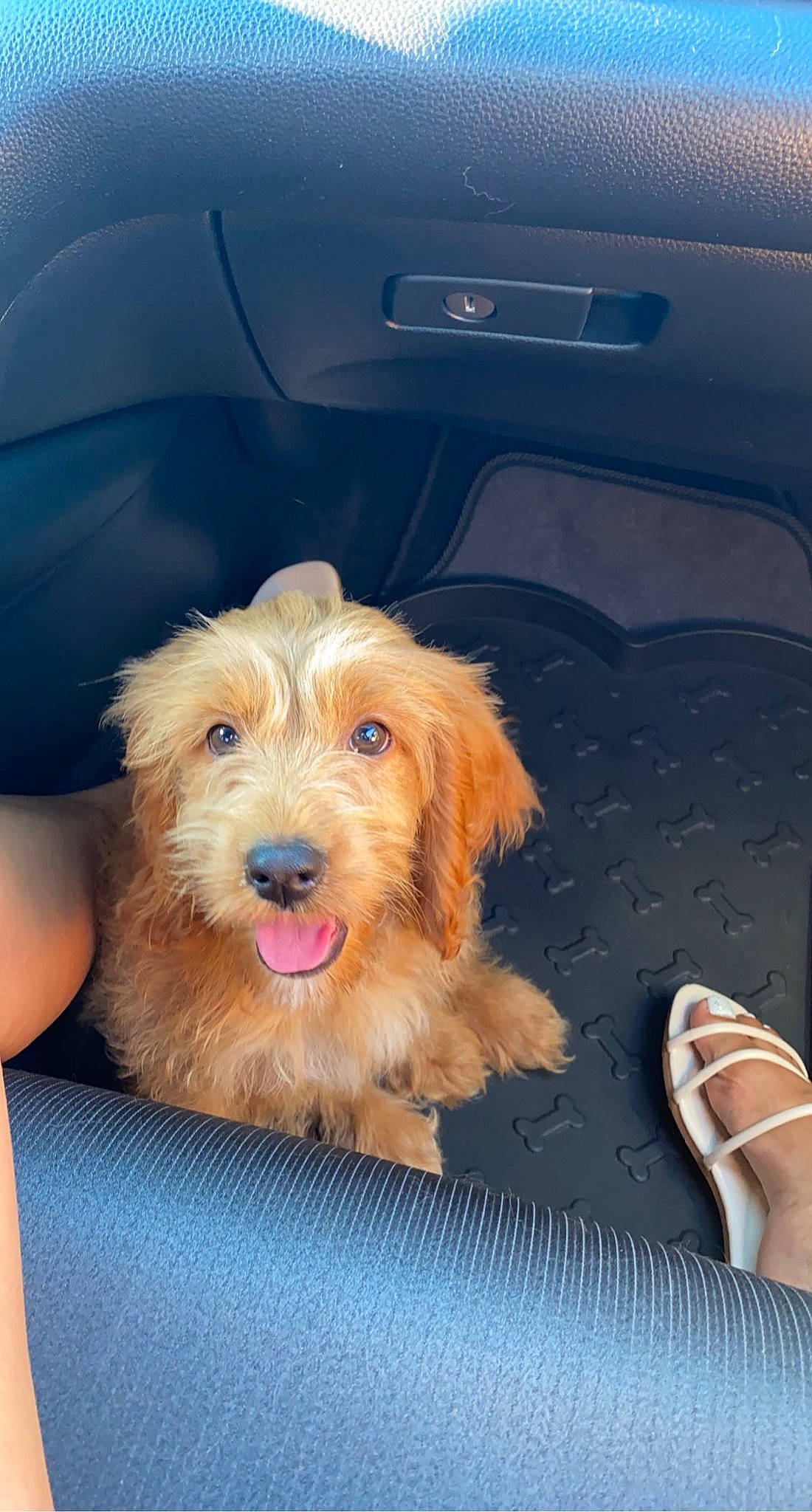 Miles joined the competition — help win amazing prizes! auto_part, automotive_exterior, automotive_lighting, automotive_tire, car, carnivore, companion_dog, dog, dog_breed, door, family_car, fender, hood, motor_vehicle, small_terrier, terrier, toy_dog, vehicle, vehicle_door, windshield