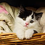 kitten, cat, black_and_white, basket, blanket, fur, paws, cute, pet, animal, indoor, cozy, resting, closeup, whiskers, young, adorable, feline, soft, curious