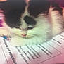 kitten, cat, black_and_white, paper, pen, paw, curious, indoor, animal, pet, feline, closeup, young, cute, writing, office, document, blurred, soft_focus, domestic