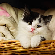 Tio is registered to the contest to win money with this photo: kitten, cat, black_and_white, basket, blanket, fur, paws, cute, pet, animal, indoor, cozy, resting, closeup, whiskers, young, adorable, feline, soft, curious