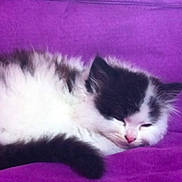 Tio joined the competition — help win amazing prizes! animal, black_and_white, cat, couch, cozy, cute, domestic_cat, feline, fluffy, fur, indoor, kitten, nap, pet, purple, relaxation, resting, sleeping, small_animal, soft