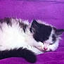 kitten, cat, sleeping, fluffy, black_and_white, pet, indoor, couch, purple, resting, cute, small_animal, fur, animal, relaxation, domestic_cat, cozy, nap, feline, soft