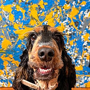 Romy participe au concours pour gagner de l'argent avec cette photo : dog, smiling, close_up, portrait, indoor, colorful_background, abstract_art, wooden_floor, black_fur, brown_fur, white_fur, collar, pet, happy, canine, fur, snout, teeth, ears, animal