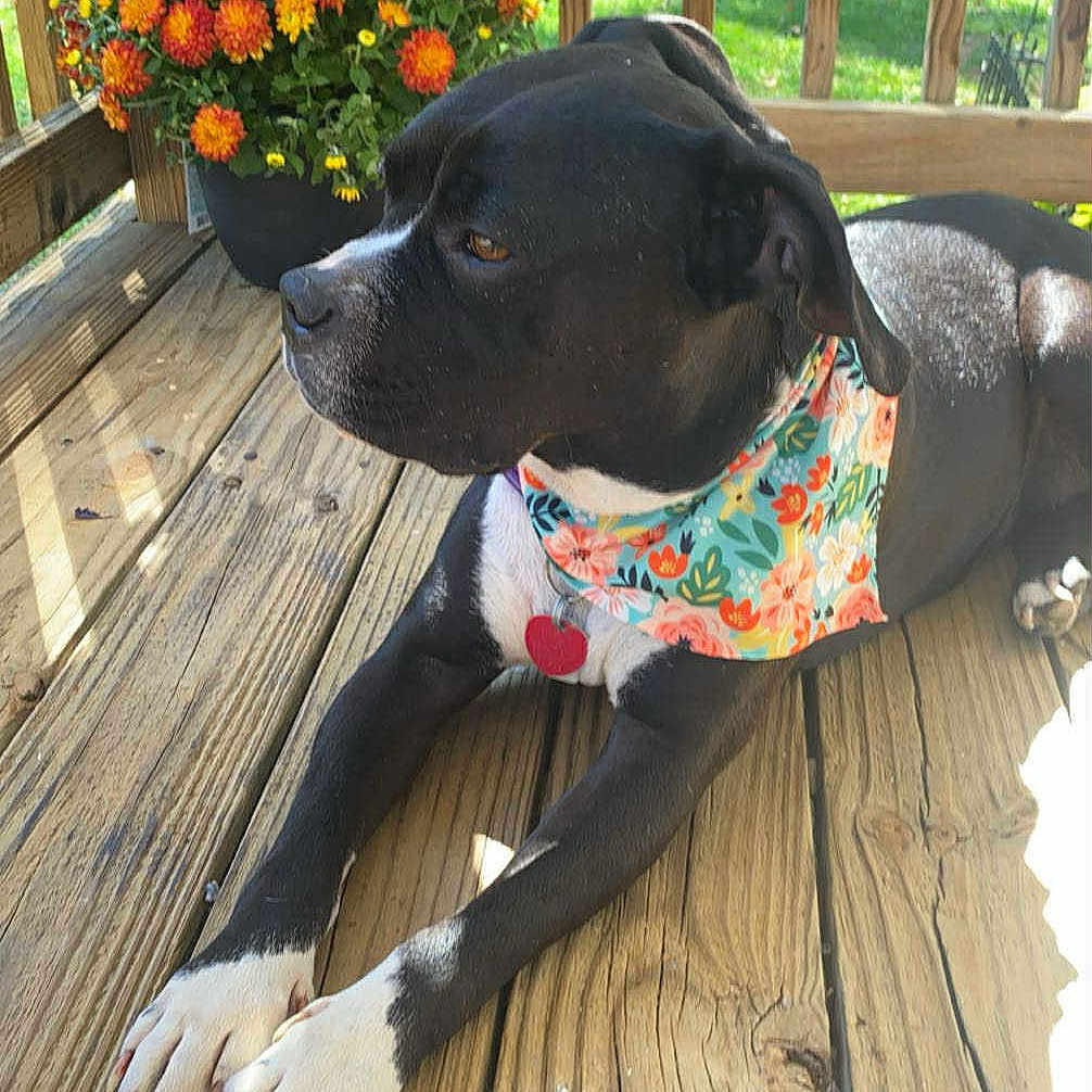 Oreo is registered to the contest to win money with this photo: animal, bandana, black_dog, daylight, dog, floral_pattern, greenery, nature, orange_flowers, outdoor, peaceful, pet, potted_plant, relaxed, scarecrow_decoration, summer, sunlight, white_paws, wooden_deck, yellow_flowers