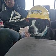 Taz is registered to the contest to win money with this photo: dog, helmet, man, hoodie, seated, vehicle_interior, bottle, plastic_bottle, black_and_white_dog, casual, recreation, indoor, pet, companion, security, clothing, window, seat, relaxed, friendship