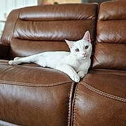 Casper joined the competition — help win amazing prizes! animal, brown_sofa, cat, cozy, cute, domestic, ears, furniture, home, indoor, leather_sofa, looking_at_camera, lying_down, paws, pet, portrait, relaxing, resting, whiskers, white_cat