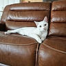 animal, brown_sofa, cat, cozy, cute, domestic, ears, furniture, home, indoor, leather_sofa, looking_at_camera, lying_down, paws, pet, portrait, relaxing, resting, whiskers, white_cat