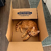 Teri is registered to the contest to win money with this photo: cat, orange_tabby, pet, feline, animal, cardboard_box, box, indoors, wooden_floor, striped_rug, relaxed, lying_down, curious, whiskers, ears, tail, fur, home, floor, photography
